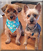 Teddy and Teah the Yorkshire Terriers