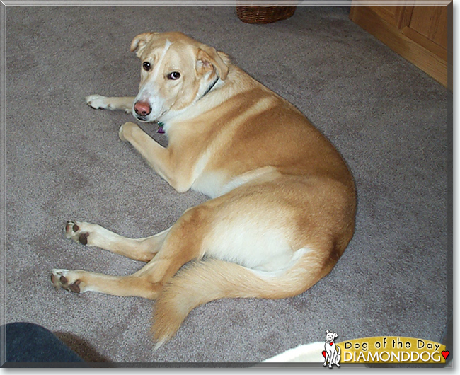 DiamondDog the Shepherd/Labrador mix, the Dog of the Day