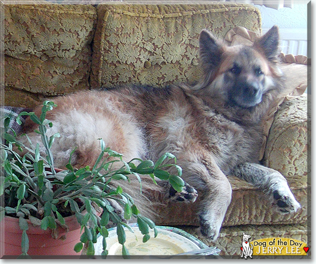 Nina, Jerry Lee the German Shepherds, the Dog of the Day