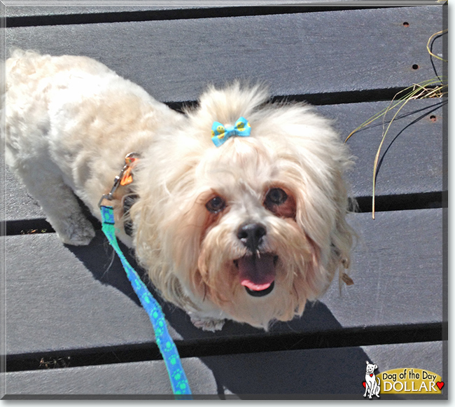 Dollar the Bichon Frise, Shih Tzu mix, the Dog of the Day