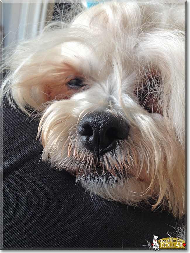 Dollar the Bichon Frise, Shih Tzu mix, the Dog of the Day