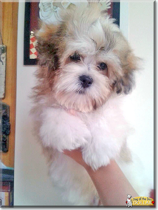 Dollar the Bichon Frise, Shih Tzu mix, the Dog of the Day