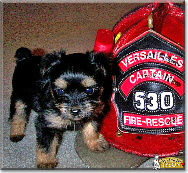 Tyson the Yorkshire Terrier/Poodle mix, the Dog of the Day