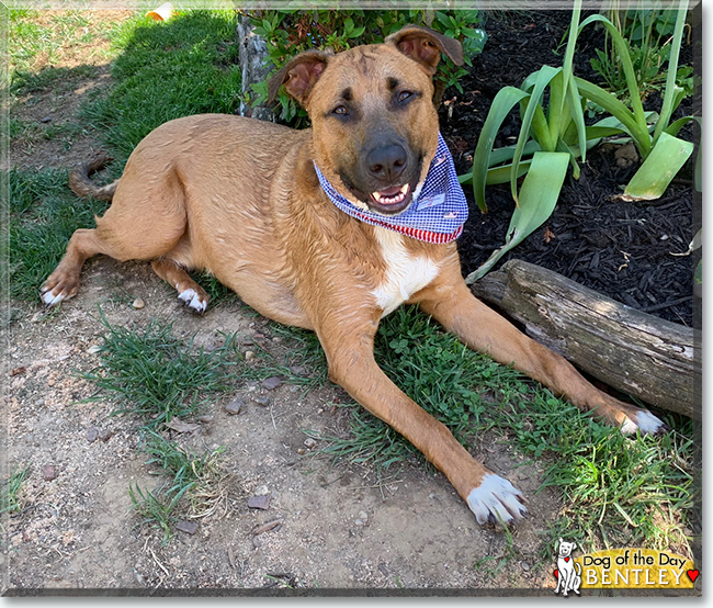 Bentley the German Shepherd, Border Collie mix, the Dog of the Day