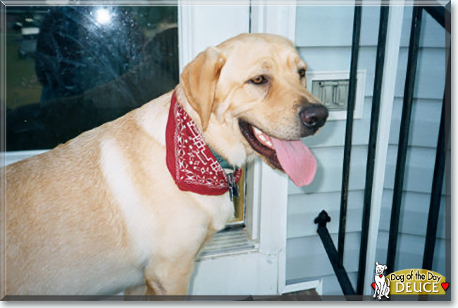 Deuce the Labrador Retriever, the Dog of the Day