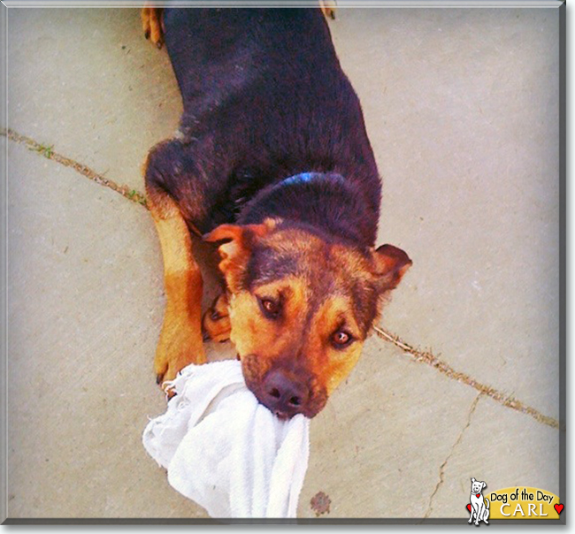 Carl the Rottweiler mix, the Dog of the Day