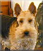 Emma the Welsh Terrier