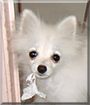 Jasmine the Pomeranian,