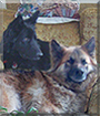 Nina, Jerry Lee the German Shepherds