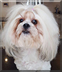 Dollar the Bichon Frise, Shih Tzu mix