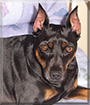 Bubba the German Pinscher