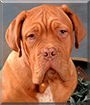 Arnold the Dogue de Bordeaux