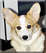 Holly the Pembroke Welsh Corgi