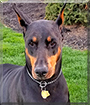 Mercedes the Doberman Pinscher