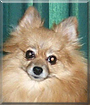 Peanut the Pomeranian