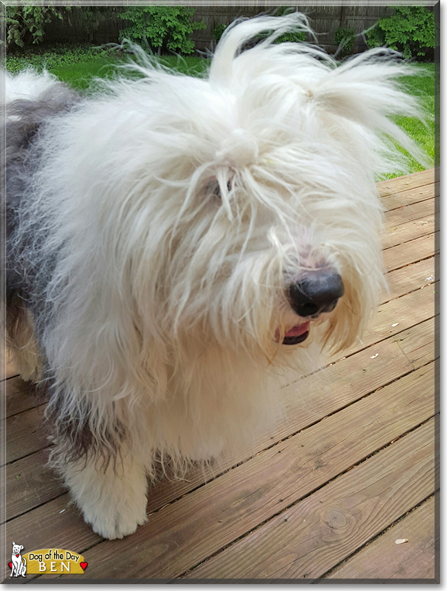 Ben the Old English Sheepdog, the Dog of the Day