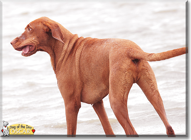 Oscar the Magyar Vizsla, the Dog of the Day