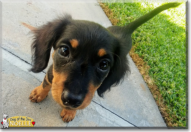 Noelle the Dachshund, the Dog of the Day