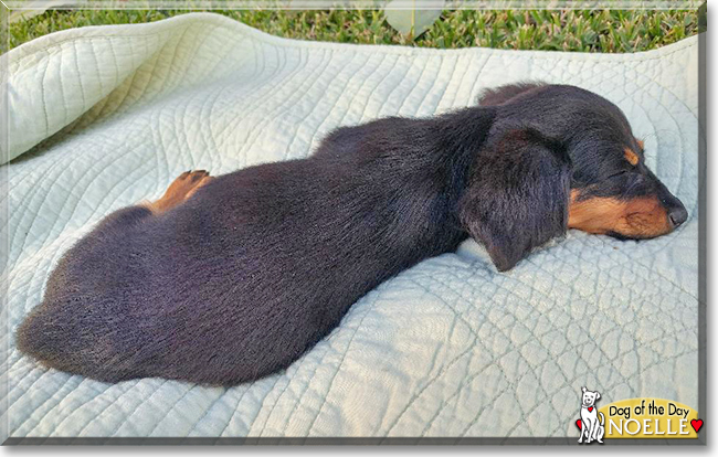 Noelle the Dachshund, the Dog of the Day