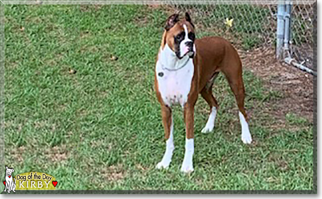 Kirby the Boxer, the Dog of the Day