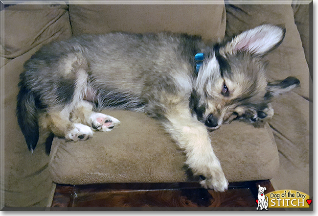 Stitch the Yorkshire Terrier mix, the Dog of the Day