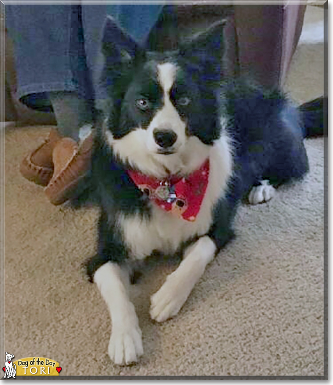 Tori the Border Collie/Papilion mix, the Dog of the Day