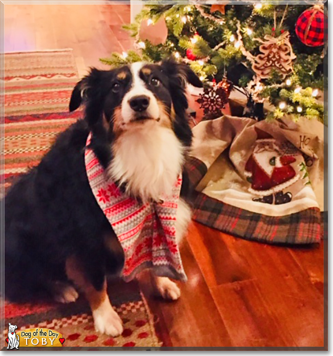 Toby the Australian Shepherd, the Dog of the Day