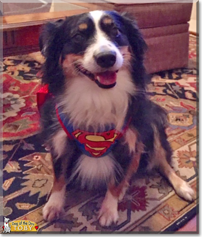 Toby the Australian Shepherd, the Dog of the Day