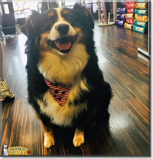 Toby the Australian Shepherd, the Dog of the Day