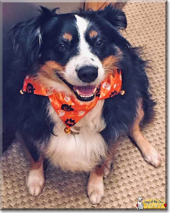 Toby the Australian Shepherd, the Dog of the Day