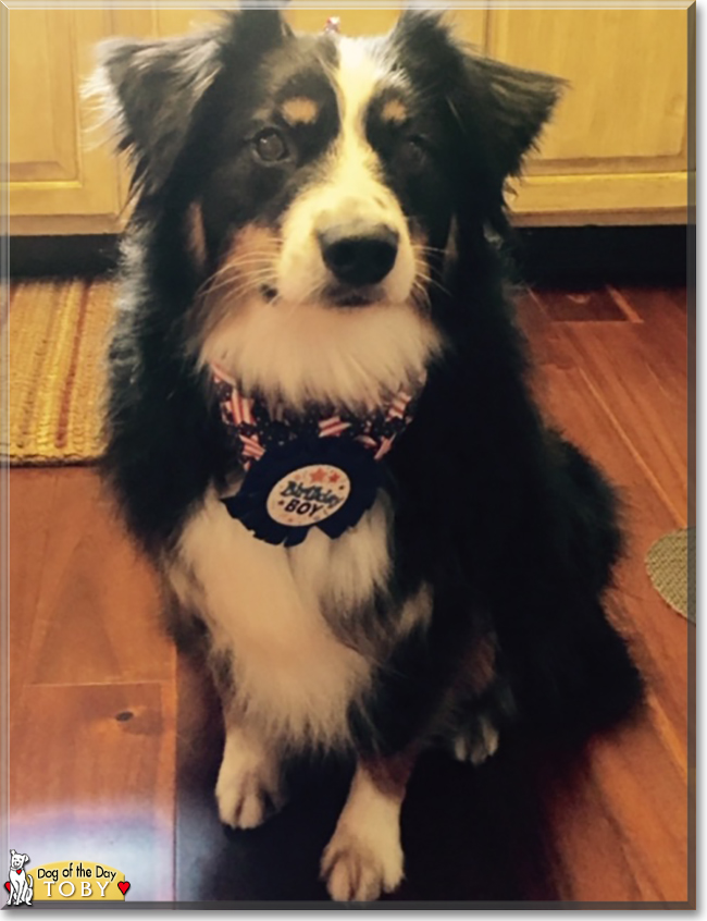 Toby the Australian Shepherd, the Dog of the Day