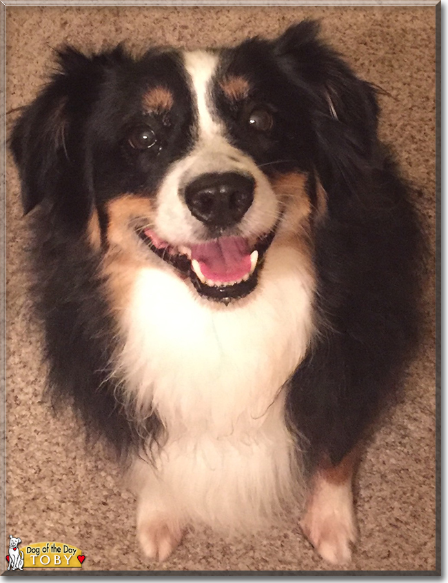 Toby the Australian Shepherd, the Dog of the Day