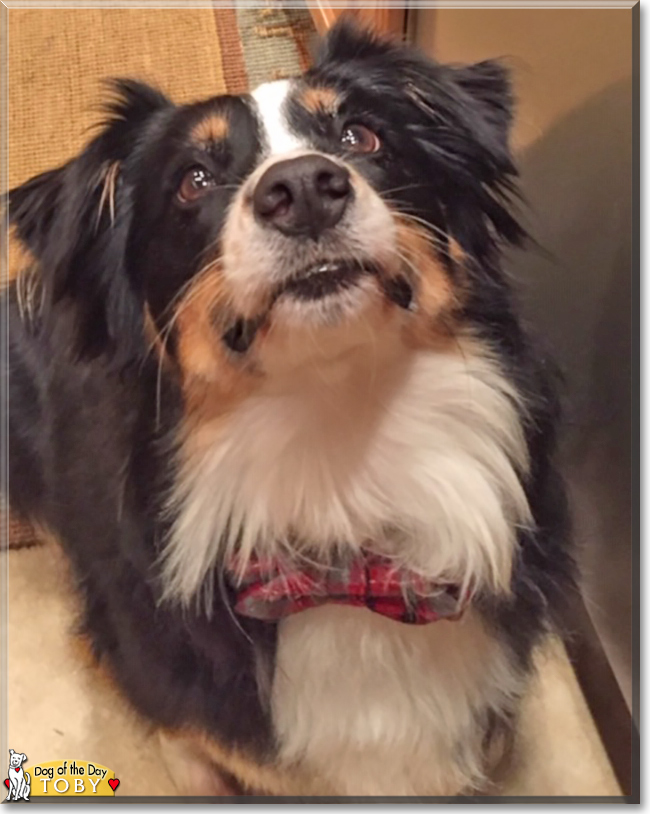 Toby the Australian Shepherd, the Dog of the Day