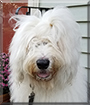 Ben the Old English Sheepdog