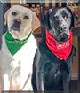 Phoebe & Ash the Labrador Retrievers