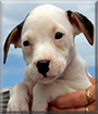 Thor the Pit Bull Terrier/American Bulldog mix