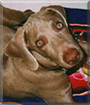 Gunther the Weimaraner