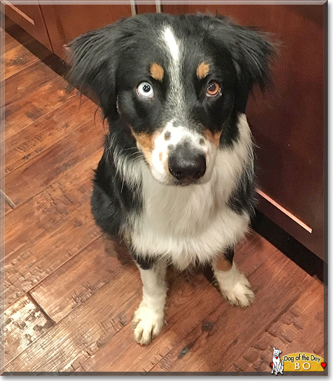 Bo the Australian Shepherd, the Dog of the Day