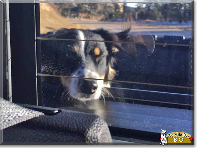 Bo the Australian Shepherd, the Dog of the Day