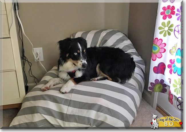 Bo the Australian Shepherd, the Dog of the Day