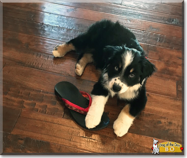 Bo the Australian Shepherd, the Dog of the Day