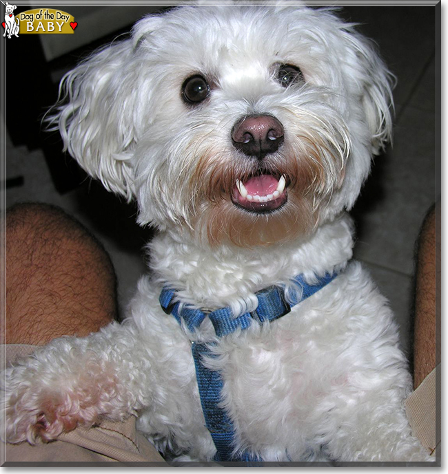 Baby Maltese Bichon Frise Mix February 4 2019