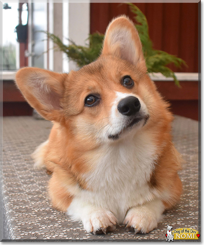 Nomi the Pembroke Welsh Corgi, the Dog of the Day