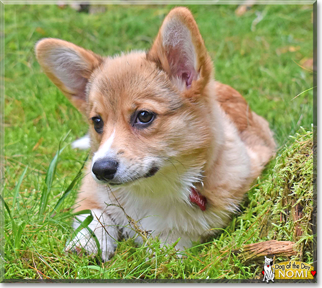 Nomi the Pembroke Welsh Corgi, the Dog of the Day