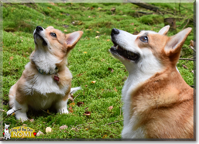 Nomi the Pembroke Welsh Corgi, the Dog of the Day