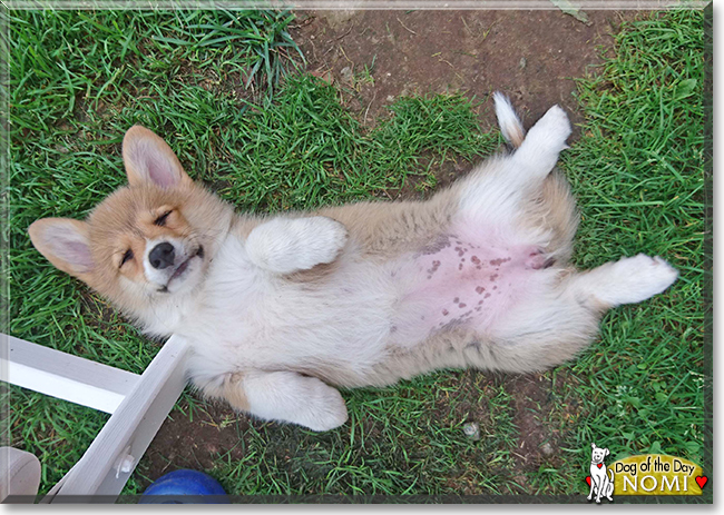 Nomi the Pembroke Welsh Corgi, the Dog of the Day