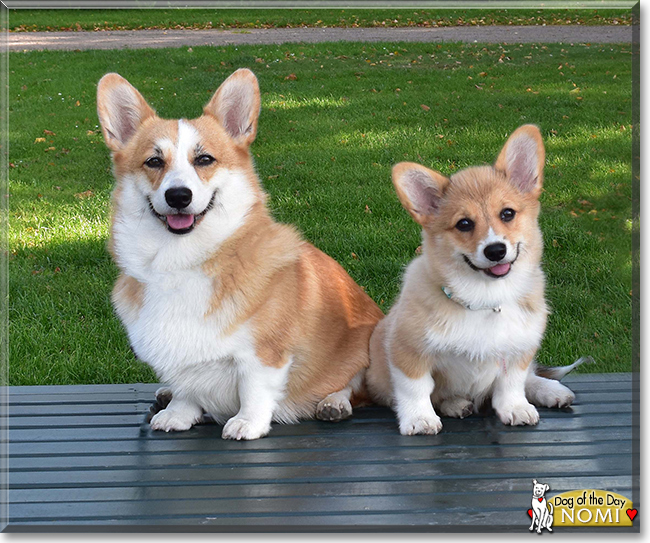 Nomi the Pembroke Welsh Corgi, the Dog of the Day