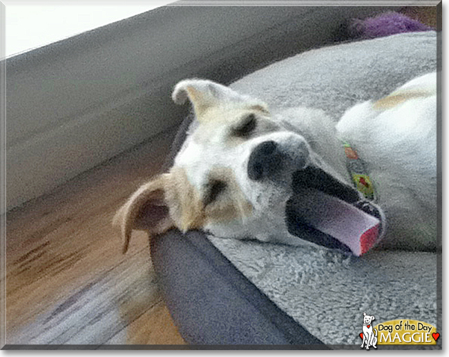 Maggie the Labrador, Beagle mix, the Dog of the Day