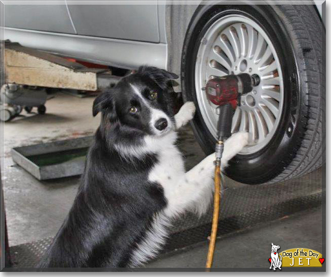 Jet the Border Collie, the Dog of the Day