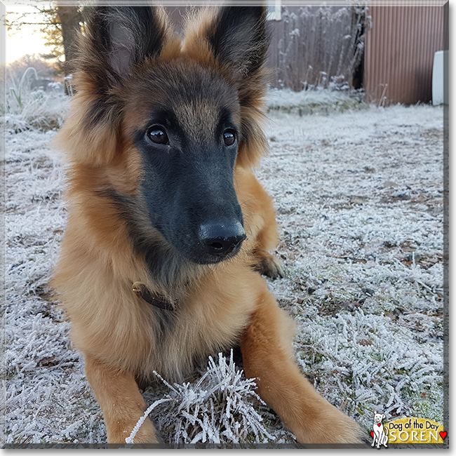 Soren the Belgian Tervuren, the Dog of the Day